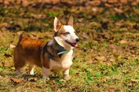 Ophelia (AKC) **NBT**, a female Pembroke Welsh Corgi for sale in Afton, NY – Photo 3 of 4