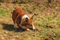 Yogi (AKC), a male Pembroke Welsh Corgi for sale in Afton, NY – Photo 4 of 4