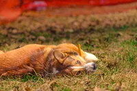 Yogi (AKC), a male Pembroke Welsh Corgi for sale in Afton, NY – Photo 2 of 4