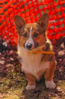 Yogi (AKC), a male Pembroke Welsh Corgi for sale in Afton, NY – Photo 1 of 4