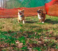 Garth (AKC) **NBT**, a male Pembroke Welsh Corgi for sale in Afton, NY – Photo 3 of 7