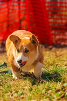 Garth (AKC) **NBT**, a male Pembroke Welsh Corgi for sale in Afton, NY – Photo 4 of 7