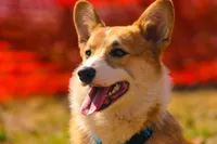 Garth (AKC) **NBT**, a male Pembroke Welsh Corgi for sale in Afton, NY – Photo 2 of 7