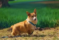 Garth (AKC) **NBT**, a male Pembroke Welsh Corgi for sale in Afton, NY – Photo 1 of 7