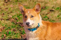 Garth (AKC) **NBT**, a male Pembroke Welsh Corgi for sale in Afton, NY – Photo 6 of 7