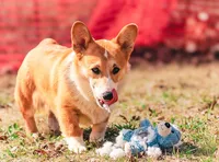 Garth (AKC) **NBT**, a male Pembroke Welsh Corgi for sale in Afton, NY – Photo 5 of 7