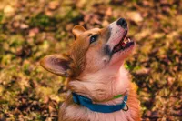 Garth (AKC) **NBT**, a male Pembroke Welsh Corgi for sale in Afton, NY – Photo 7 of 7