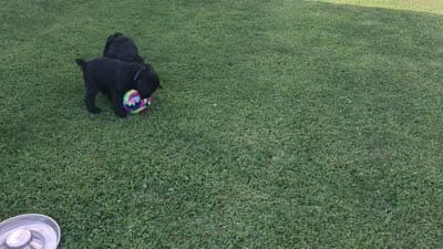 Caitlin , a female Giant Schnauzer for sale in Syracuse, IN – 7 of 8