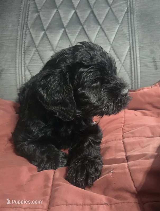 Kelsey  – Giant Schnauzer puppy for sale in Syracuse, IN