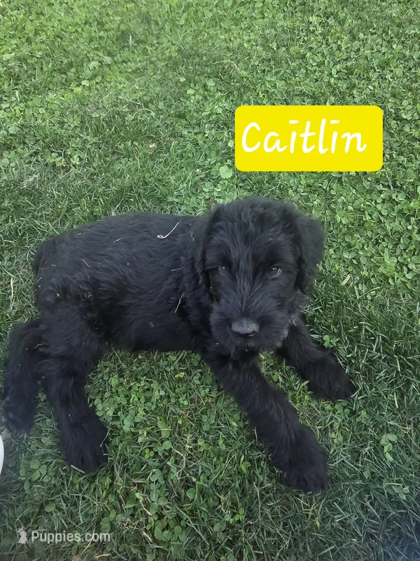Caitlin  – Giant Schnauzer puppy for sale in Syracuse, IN