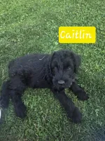 Caitlin , a female Giant Schnauzer for sale in Syracuse, IN – 1 of 8