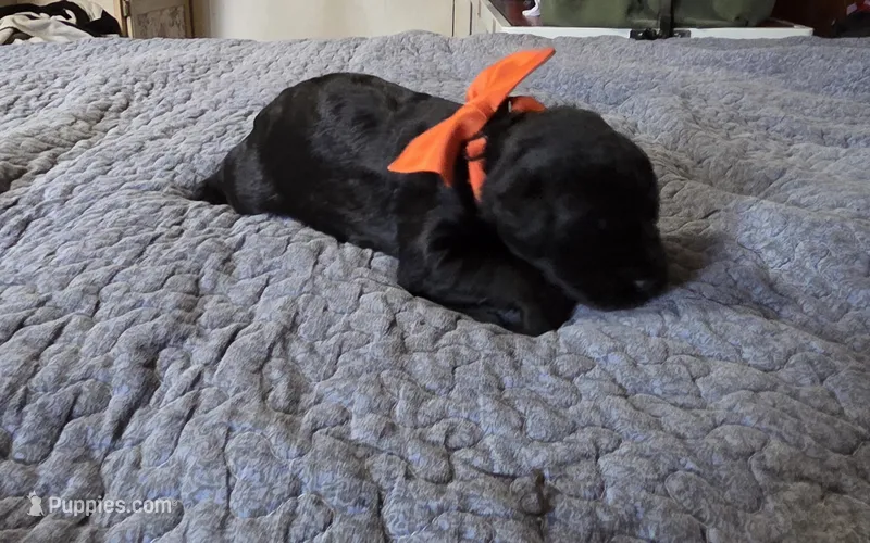 Caitlin  – Giant Schnauzer puppy for sale in Syracuse, IN