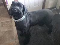 Caitlin , a female Giant Schnauzer for sale in Syracuse, IN – 5 of 8