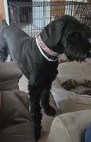 Caitlin , a female Giant Schnauzer for sale in Syracuse, IN – 6 of 8