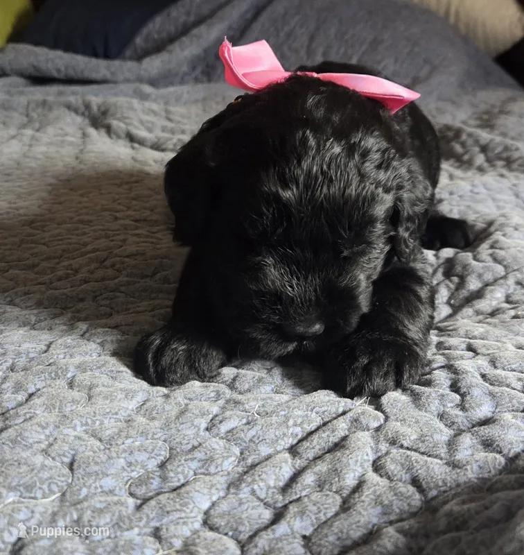 Kelsey  – Giant Schnauzer puppy for sale in Syracuse, IN