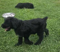 Caitlin , a female Giant Schnauzer for sale in Syracuse, IN – 3 of 8