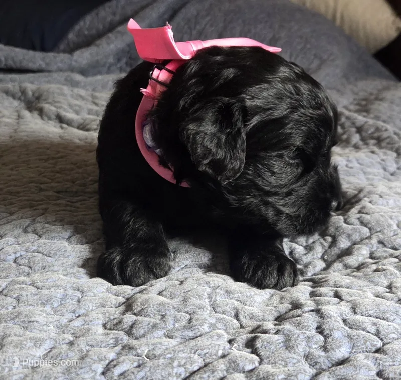 Kelsey  – Giant Schnauzer puppy for sale in Syracuse, IN