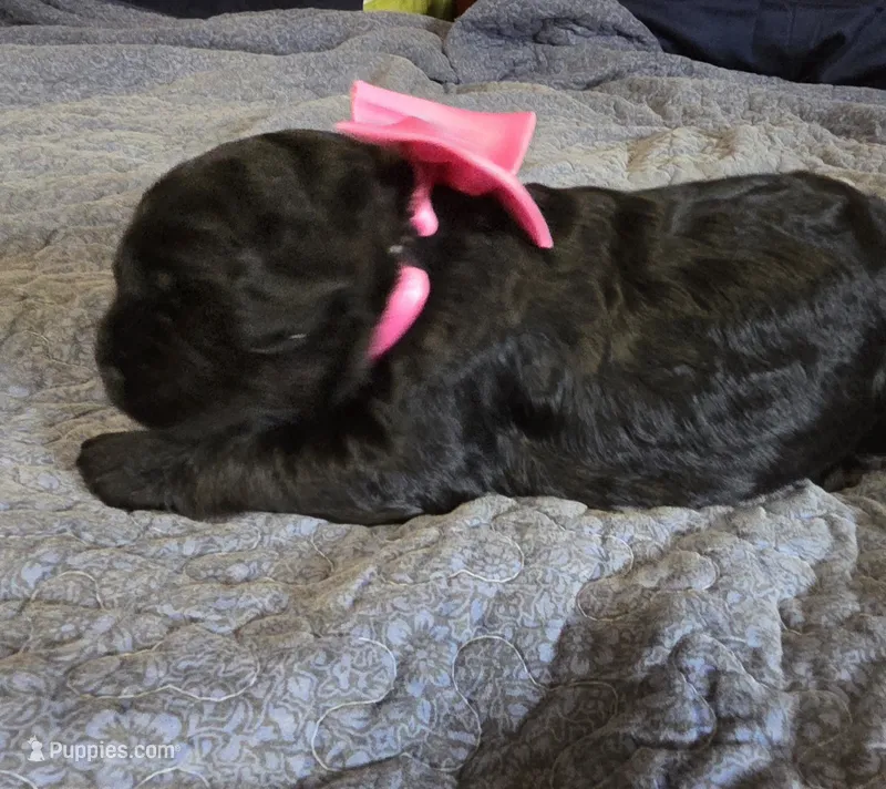 Kelsey  – Giant Schnauzer puppy for sale in Syracuse, IN