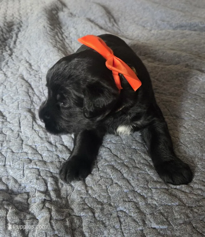 Caitlin  – Giant Schnauzer puppy for sale in Syracuse, IN