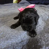 Kelsey , a female Giant Schnauzer for sale in Syracuse, IN – 2 of 3