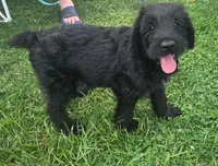 Caitlin , a female Giant Schnauzer for sale in Syracuse, IN – 2 of 8
