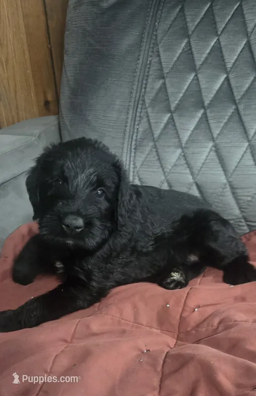 Caitlin  – Giant Schnauzer puppy for sale in Syracuse, IN