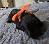 Caitlin , a female Giant Schnauzer for sale in Syracuse, IN – 2 of 3