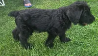 Caitlin , a female Giant Schnauzer for sale in Syracuse, IN – 8 of 8