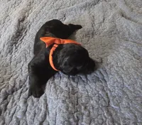 Caitlin , a female Giant Schnauzer for sale in Syracuse, IN – 3 of 3