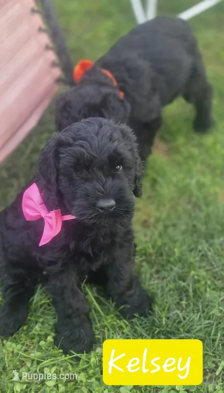 Kelsey  – Giant Schnauzer puppy for sale in Syracuse, IN