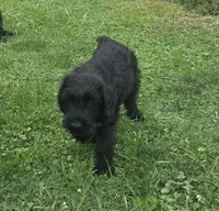 Caitlin , a female Giant Schnauzer for sale in Syracuse, IN – 4 of 8