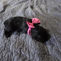 Kelsey , a female Giant Schnauzer for sale in Syracuse, IN – 3 of 3