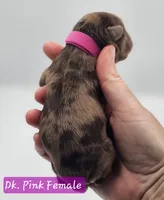 Dark Pink Collar Female , a female Cockapoo for sale in Mocksville, NC – 2 of 10