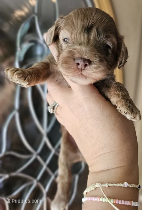 CKC Chocolate Merle Male – Cockapoo puppy for sale in Clemmons, NC