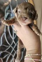 CKC Chocolate Merle Male, a male Cockapoo for sale in Clemmons, NC – 1 of 9