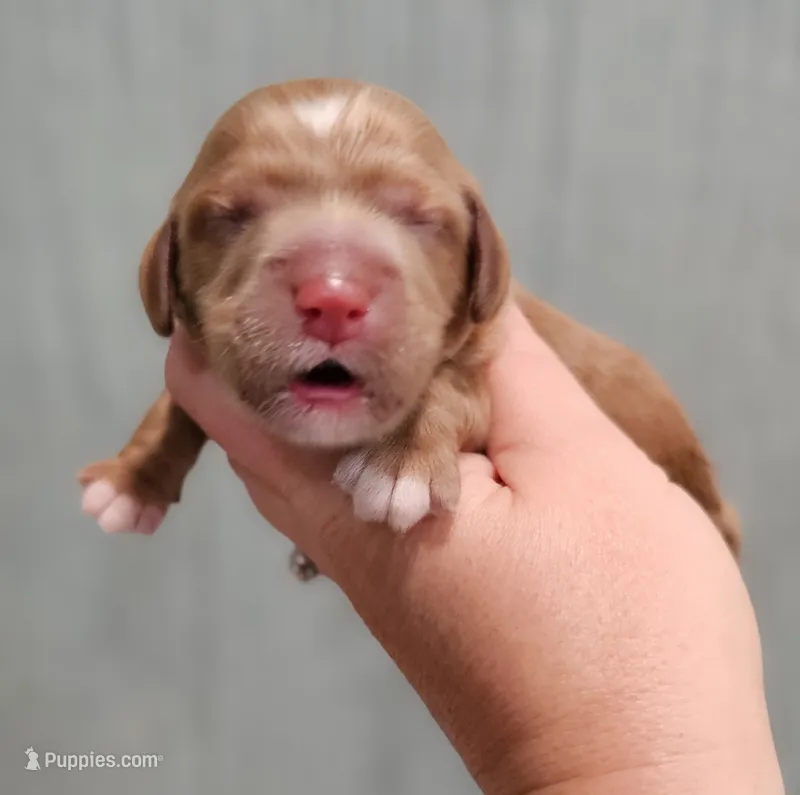 Black Collar Male – Cockapoo puppy for sale in Clemmons, NC