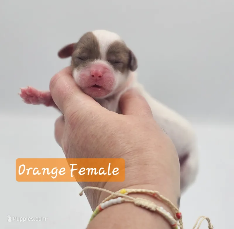 Orange Collar Female  – Cockapoo puppy for sale in Mocksville, NC