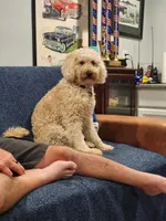 Winnie, a female Goldendoodle for sale in Mocksville, NC – 2 of 2