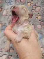 Pink Collar Female, a female Goldendoodle for sale in Mocksville, NC – 8 of 10