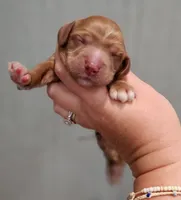 Green Collar Male, a male Cockapoo for sale in Clemmons, NC – 3 of 5