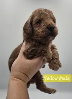 Yellow Male, a male Goldendoodle for sale in Mocksville, NC – 3 of 9