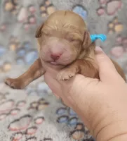 Blue Collar Male, a male Goldendoodle for sale in Mocksville, NC – 6 of 9