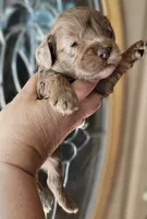 CKC Chocolate Merle Male, a male Cockapoo for sale in Clemmons, NC – 7 of 9