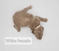 White Female , a female Goldendoodle for sale in Mocksville, NC – 7 of 10