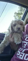 Pikachu , a male Cockapoo for sale in Mocksville, NC – 2 of 3