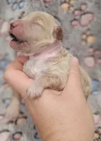 Pink Collar Female, a female Goldendoodle for sale in Mocksville, NC – 3 of 10