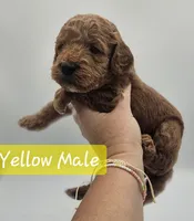 Yellow Male, a male Goldendoodle for sale in Mocksville, NC – 5 of 9