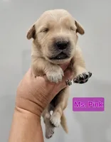 Pink Female , a female Golden Retriever for sale in Mocksville, NC – 4 of 8