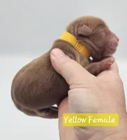 Yellow Collar Female , a female Cockapoo for sale in Mocksville, NC – 3 of 6