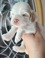CKC White & Apricot Female , a female Cockapoo for sale in Clemmons, NC – 9 of 10